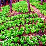 마늘 향이 진한 명이나물 산마늘 강원도 평창 오대산 무농약 2kg 생 채 봄 산 나물 : 산골산약초