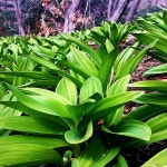 마늘 향이 진한 명이나물 산마늘 강원도 평창 오대산 유기농 1kg 생 채 봄 산 나물 : 산골산약초