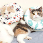 강아지 고양이 넥카라 힐링타임 옐로우폭스 S 애견 깔대기 목보호 넥쿠션 : 견인구역