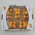 예비맘을 위한 새콤달콤 최상급 햇 살구 1.5kg : 큰개울농장