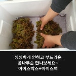 지리산 옻나무순 옻순 옻나물 판매 가격 : 싱싱이네