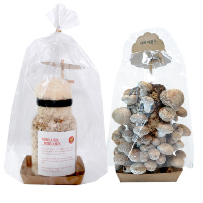 표고 버섯 키우기 노루궁뎅이 버섯 키트 무럭무럭버섯 DIY : 어니스트제이 | 네이버쇼핑