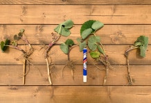 참 좋은 머위 종근 5개 (머위 모종) : 참 좋은 이기자 농장