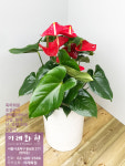 안스리움(anthurium) : 이레화원