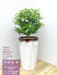 옥향 : 이레화원