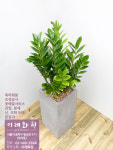 금전수(돈나무) : 이레화원