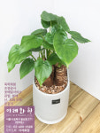 알로카시아 : 이레화원