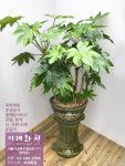 팔손이 : 이레화원