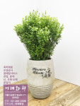 황금좀사철나무 : 이레화원