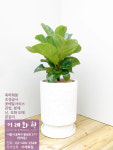 떡갈나무 : 이레화원