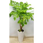 해피트리 행복나무  행운나무 금전수 돈나무  이사 거실 이전 사무실 공기정화식물 개업식화분 : 공구플라워