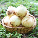 25년 햇양파 자색양파 무안양파 적양파 장아찌 3kg/5kg : 친환경팔도