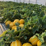 [산지직송] 성주 꿀참외 한입크기 꼬꼬마 : 참가야농원