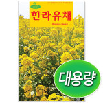 대용량 한라유채씨앗 1kg : 썬썬마켓