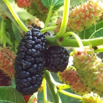 2025년 정읍 황토 오디 5kg 냉동 오디생과 : 황토뽕농장