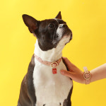 Twist Round Collar With You_Rose Pink : 메종드미우