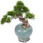 인삼팬더 분재 승진 축하 취임 영전 인사이동 선물 분제 화분 : 심고거둠