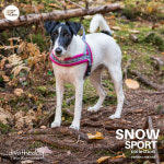 퍼피앤제이 유럽 핀란드 휜네로 애견 하네스 시바견 강아지 키스 T자 가슴줄 비요르 : 퍼피앤제이