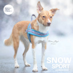 퍼피앤제이 유럽 핀란드 휜네로 애견 하네스 시바견 강아지 키스 T자 가슴줄 비요르 : 퍼피앤제이