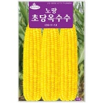 노랑초당옥수수 100립 옥수수씨앗 : 썬썬마켓