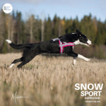 퍼피앤제이 유럽 핀란드 휜네로 애견 하네스 시바견 강아지 키스 T자 가슴줄 비요르 : 퍼피앤제이