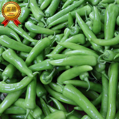 완주 혈당조절 달콤 아삭 당고추 당조고추 1kg 2kg 3kg : 달콤한과일 | 네이버쇼핑