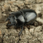 중형 넓적사슴벌레 키우기 수컷 60~64mm (곤충농장 직접사육) : 참좋은굼벵이 곤충농장