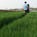 효덕목장 정기배송 플레인 요거트 격주 12회 : 둘러앉은밥상