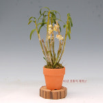 [재희난] 석곡  서학 : 재희난