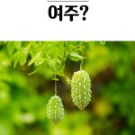 국내산 여주분말 250g 1+1 가루 효능 열매 먹는법 충북 괴산 100% : 프렌드마켓