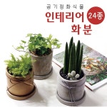 인테리어화분 완성화분 실내정원 공기정화식물 : 명작화분명작토피