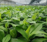 [용오름농장]당뇨식물 인슐린플랜트 : 용오름농장