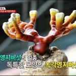 녹각영지버섯 집에서 버섯키우기 기르기 키트 배지2개 : 드림버섯농장