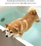강아지마사지 샤워기 고양이 대형견 애견 강아지 셀프목욕 샤워기 : 램코샵