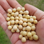 2025년산 국산 예천 잡곡 백태콩 800g 햇백태콩 두부콩 메주콩 흰콩 대두 대두콩 : 예천 회룡포 참기름