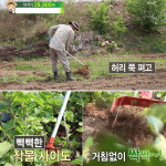 도시농부 잡초제거기 3R 농기구 서서하는 호미 : 오늘애market