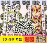 세종시 아산시 춘천시 순천시 여수시 돈나무 금전수 동양란(가격.의.1000배.가치.3대최고급서비스.할인쿠폰.선물) 장례식장  결혼... 
