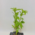 해충퇴치식물 야래향 : 모종꽃나라