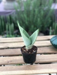 농장직영 문샤인 산세베리아 공기정화식물 1촉 : 서비내