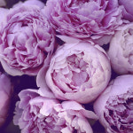 PEONY 피오니 : 캔들트리