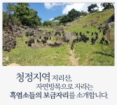 자연방목 암컷 흑염소엑기스 흑염소즙 흑염소 진액 효능 : 특화생존