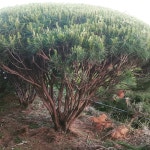 소나무 가드닝 정원수 기념식수 조경수 토종 반송 W1.5 H1.5 : 수림농장