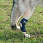 발토 강아지 뒷발목 보호대 비절 보조기 슬개골탈구 수술후 관절염 고양이 Balto 점펫 : 점펫