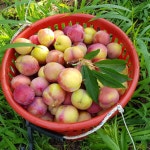 햇자두 노지에서 자란 새콤달콤 대석자두 의성자두 3.2kg : 의성 혜영씨네농장