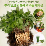 가야산별빛농장 새싹삼 : 바트로마켓