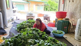 자연 산나물 삼종세트 : 한그루감나무골농장