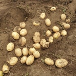 제주감자 햇감자 제주 화산토 흙감자 구좌감자 조림용 왕특 10kg 20kg : 제주 수아네농장