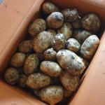 제주감자 햇감자 제주 화산토 흙감자 구좌감자 조림용 왕특 10kg 20kg : 제주 수아네농장