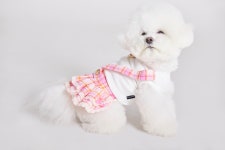 몽슈 유치원 친구들 레드 원피스 강아지 봄 옷 강아지옷 몽슈 몽슈드벨르 : 몽슈 드 벨르