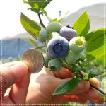 국산 무농약 순창 2025년 햇 블루베리 생과1kg : 산들바람농장